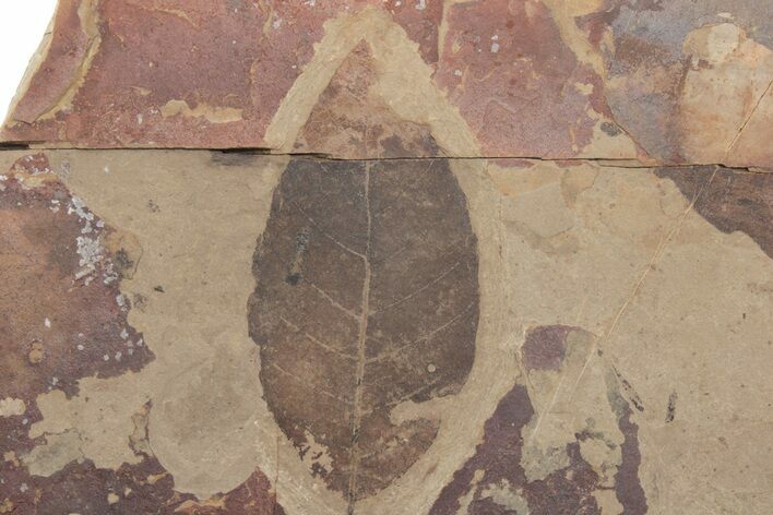 Fossil Leaf - McAbee Fossil Beds, BC #213269